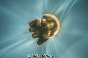 Jellyfish Lake in Palau is a fascinating ecosystem where ... by Jeff Lafrenz 